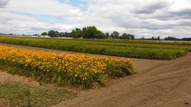 Fields of Day Lilies and a few other flowers.